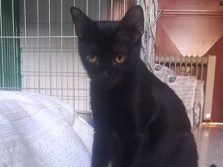 Adotta il gatto MORAMIRTILLO a Brescia