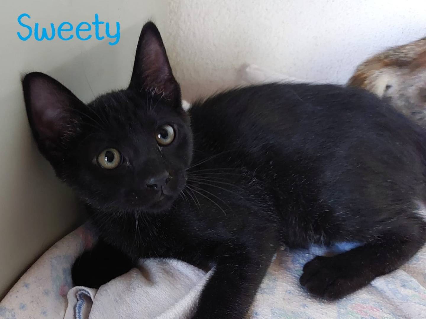 Adozione gatto, femmina, Razza sconosciuta Razza sconosciuta, 1 anno e 5 mesi, taglia non valida, Milano