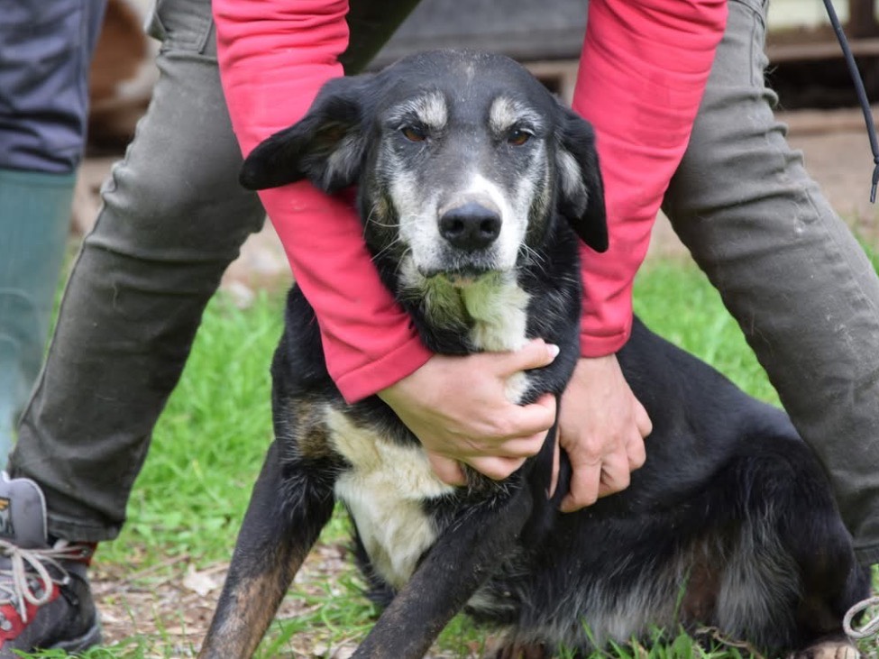 Adozione cane, femmina, Razza sconosciuta Razza sconosciuta, 10 anni e 6 mesi, taglia gigante, Chieti