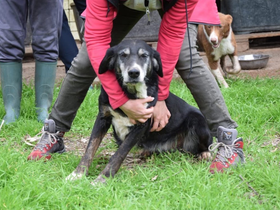 Adotta un cane, femmina, 10 anni e 6 mesi, Chieti