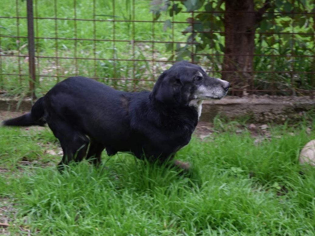 Adotta un cane, taglia gigante, femmina, Chieti