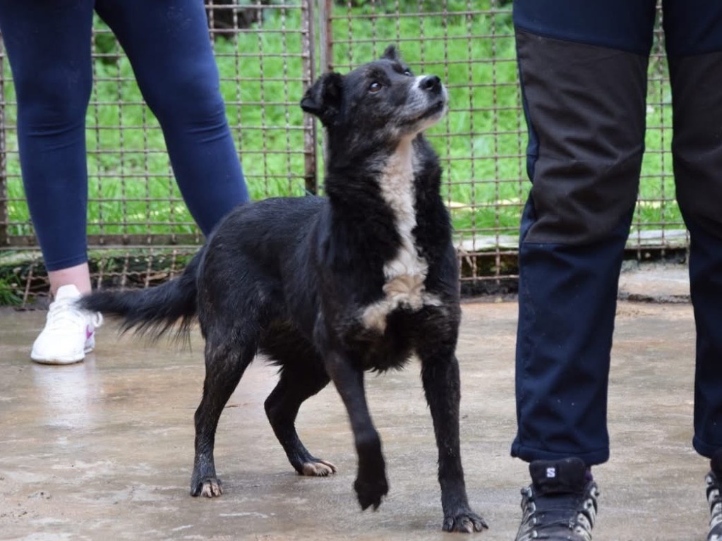 Adotta il cane Nerina a Chieti