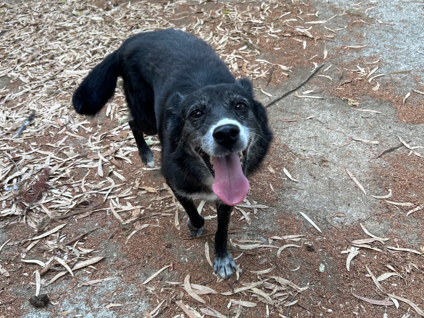 Adotta un cane, femmina, 9 anni e 8 mesi, Chieti
