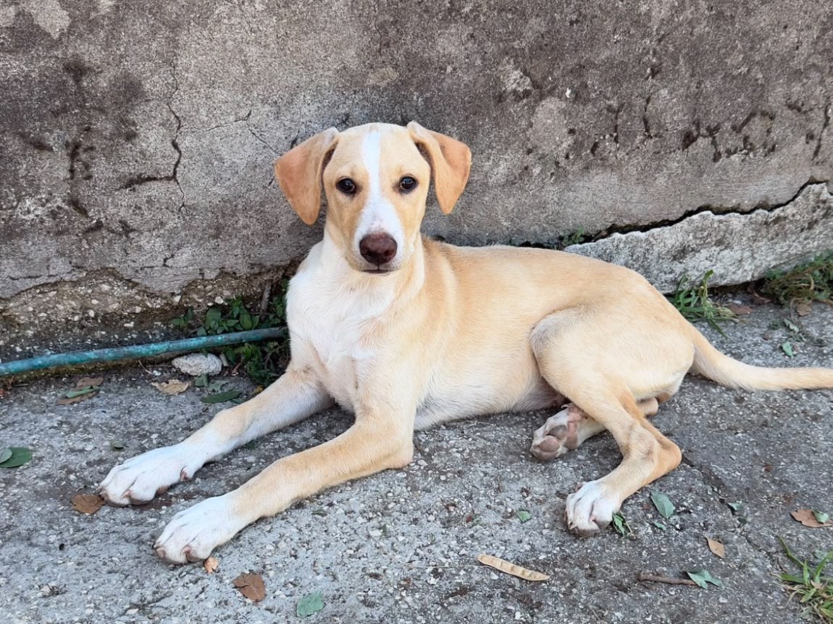 Adozione cane, femmina, Razza sconosciuta Razza sconosciuta, 6 mesi, taglia media, Frosinone