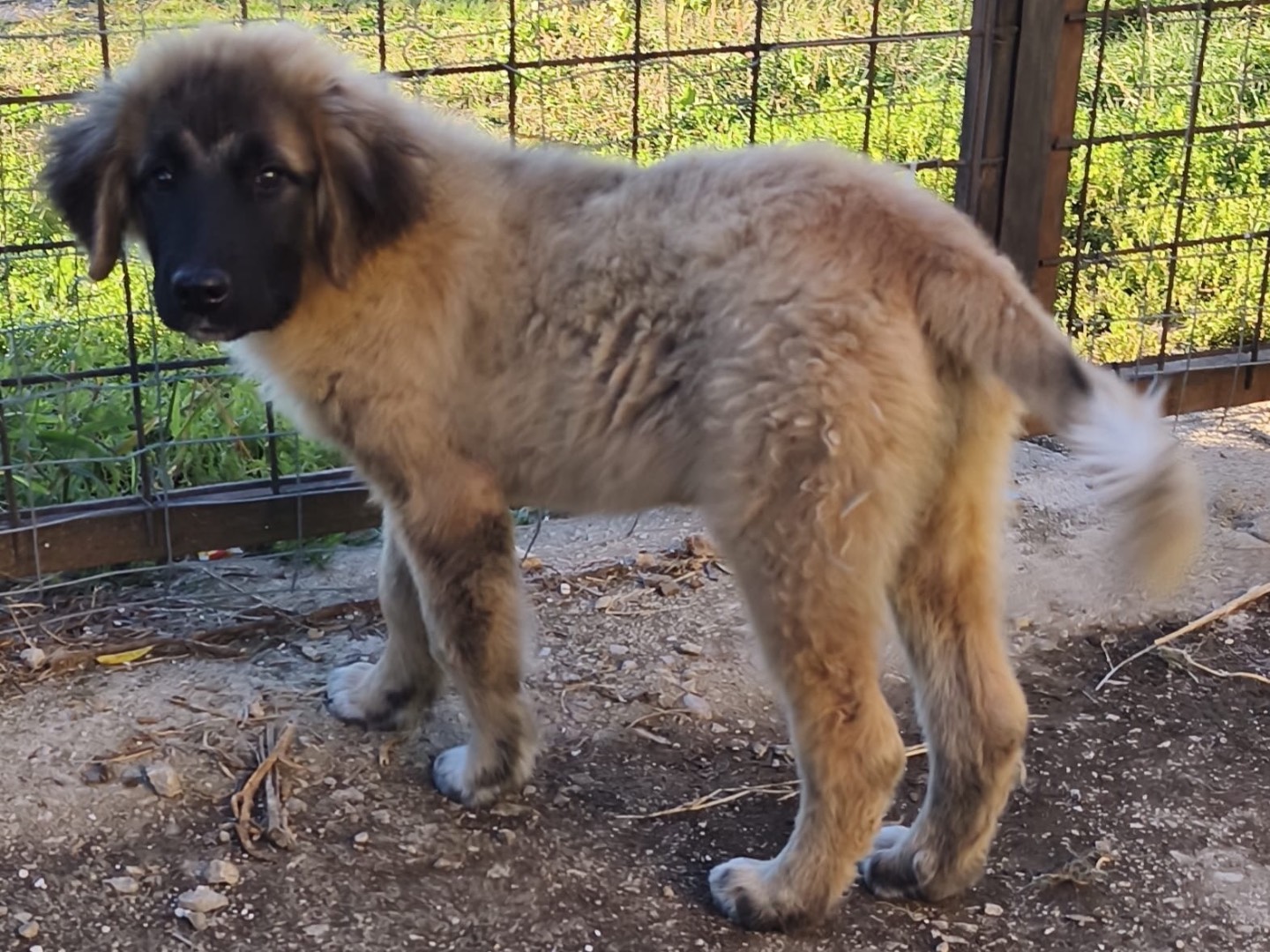 Adozione cane, femmina, Razza sconosciuta Razza sconosciuta, 3 mesi, taglia piccola, Avellino