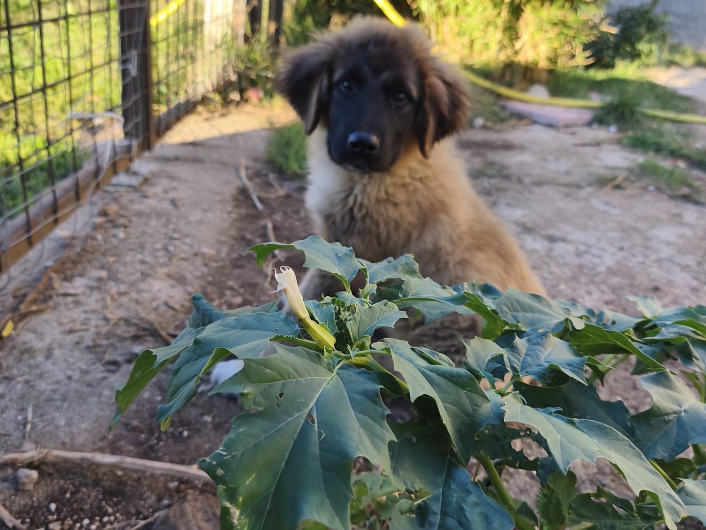 Adotta un cane, taglia piccola, femmina, Avellino