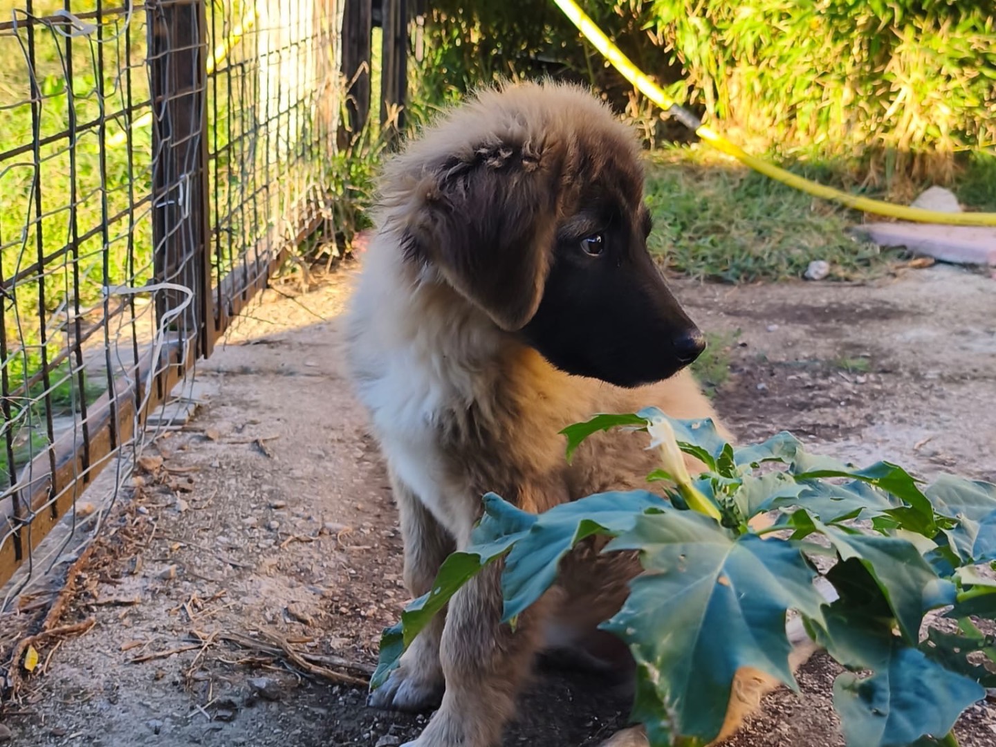 Vuoi adottare un cane a Avellino?