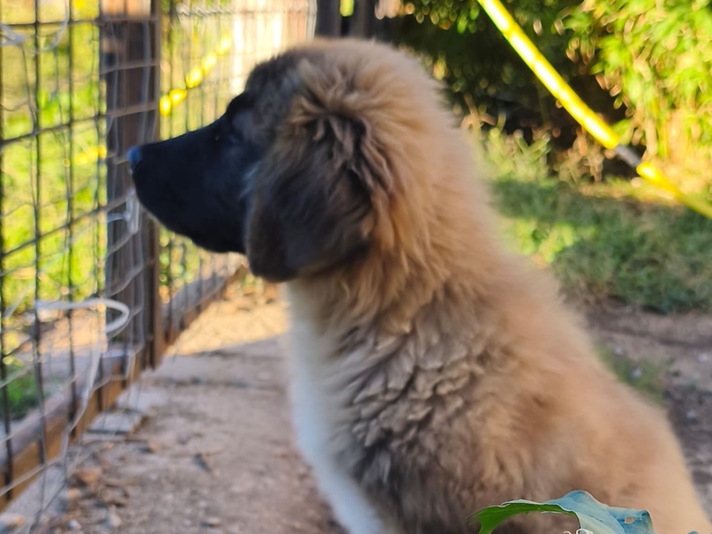 Adotta il cane Regina a Avellino