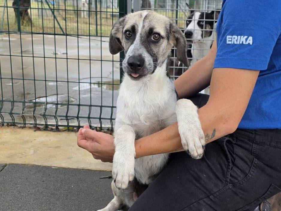 Adozione cane, femmina, Razza sconosciuta Razza sconosciuta, 4 mesi, taglia media, Padova