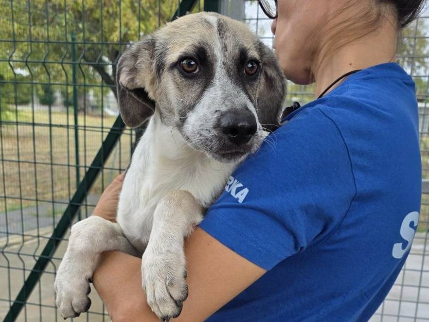 Adotta un cane, femmina, 4 mesi, Padova