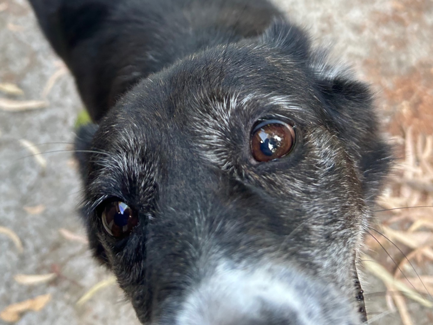 Vuoi adottare un cane a Chieti?