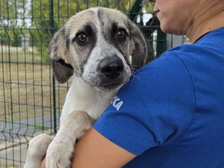 Adotta un cane, taglia media, femmina, Padova