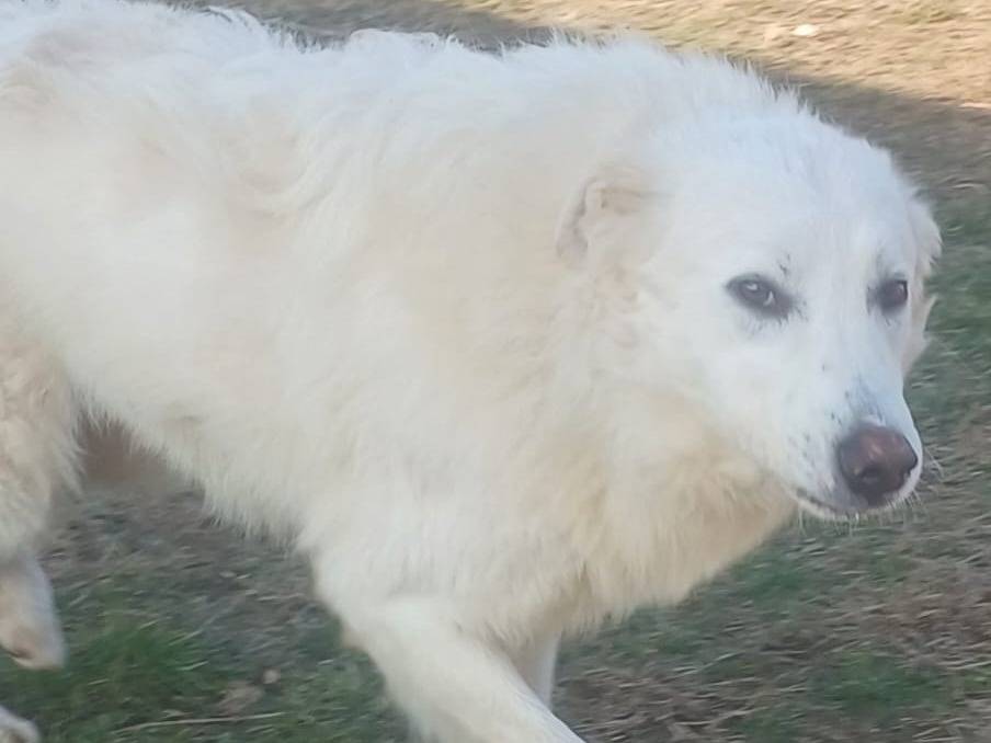 Adozione cane, maschio, Razza sconosciuta Razza sconosciuta, 4 anni, taglia grande, Mantova