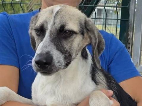 Vuoi adottare un cane a Padova?