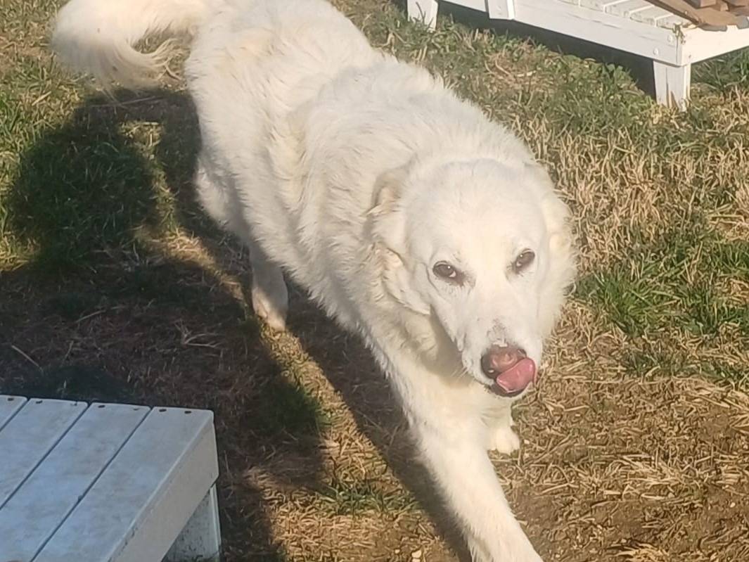Vuoi adottare un cane a Mantova?