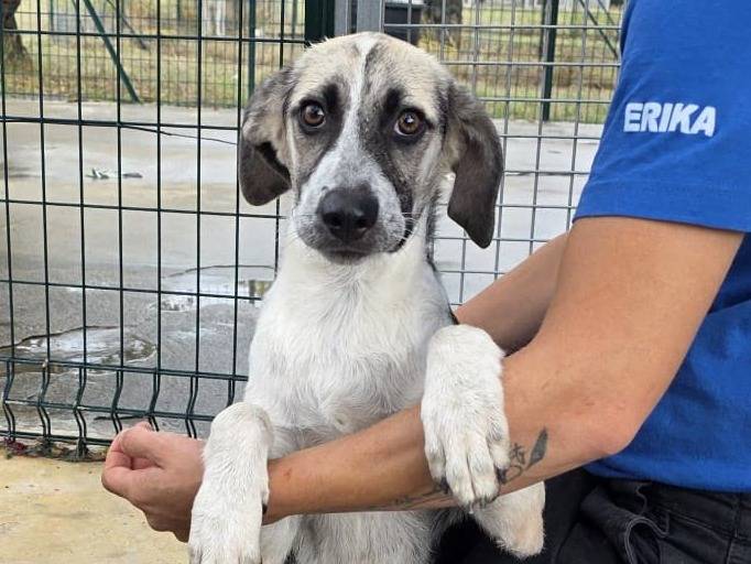 Adotta il cane TAMI a Padova