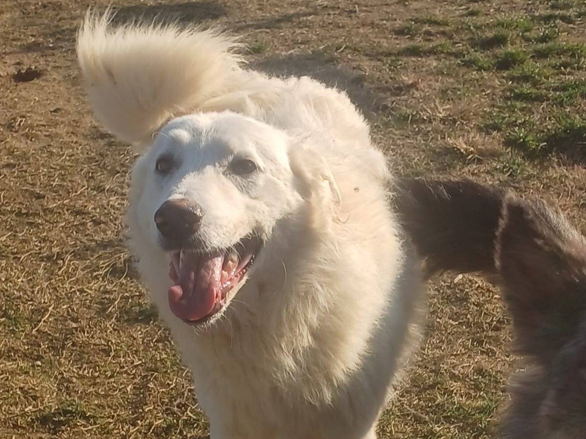 Adotta il cane SNIPPER a Mantova