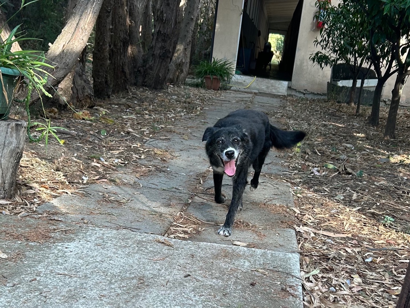 Adotta un cane, taglia media, femmina, Chieti