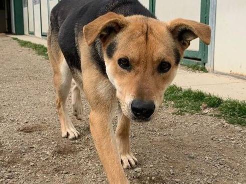 Adozione cane, maschio, Razza sconosciuta Razza sconosciuta, 4 anni e 10 mesi, taglia media, Como