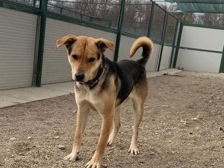 Adotta un cane, maschio, 4 anni e 10 mesi, Como