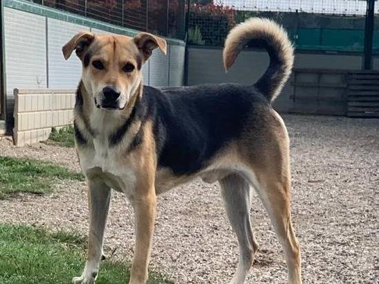 Adotta un cane, taglia media, maschio, Como