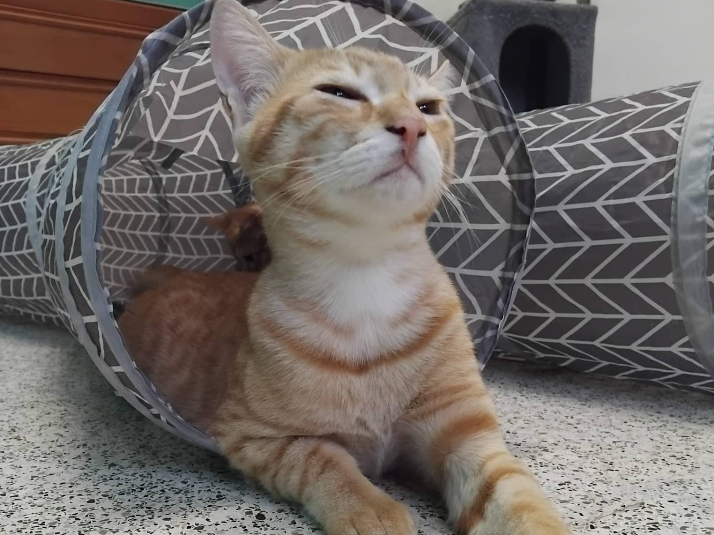 Adozione gatto, maschio, Razza sconosciuta Razza sconosciuta, 5 mesi, taglia non valida, Milano