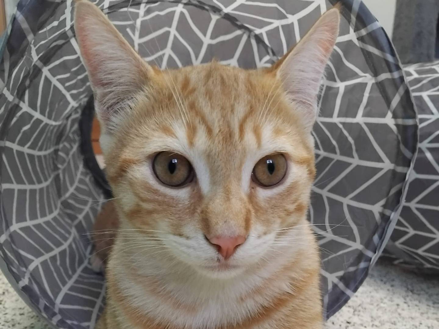 Adotta un gatto, maschio, 5 mesi, Milano