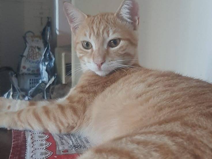 Adotta un gatto, taglia non valida, maschio, Milano