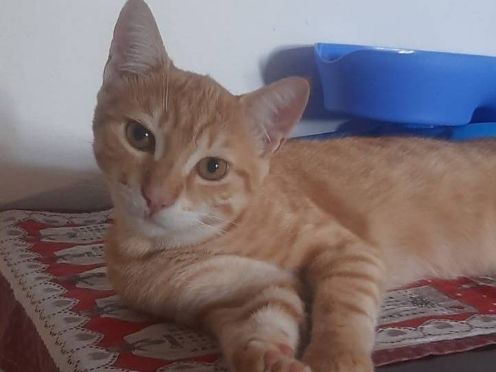 Vuoi adottare un gatto a Milano?