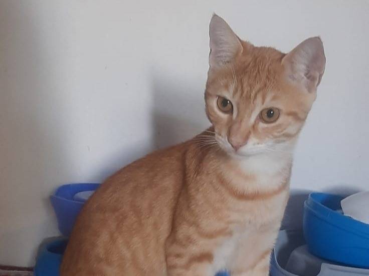 Adotta il gatto KIMBA a Milano