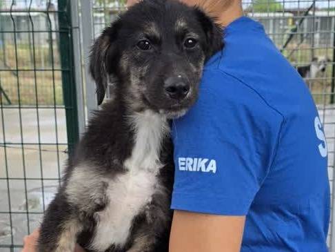 Adotta un cane, femmina, 4 mesi, Padova