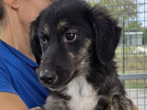 Adotta un cane, taglia media, femmina, Padova