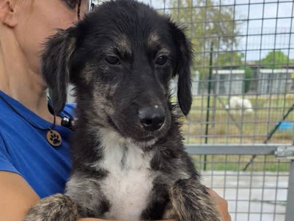 Vuoi adottare un cane a Padova?