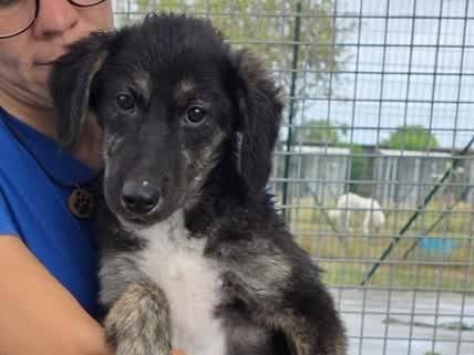 Adotta il cane TEA a Padova