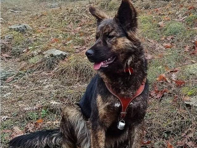 Adozione cane, femmina, Razza sconosciuta Razza sconosciuta, 2 anni e 5 mesi, taglia media, Roma