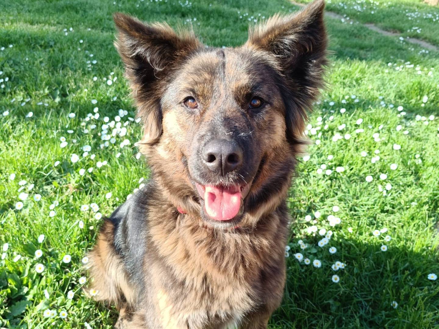 Adotta un cane, femmina, 2 anni e 5 mesi, Roma
