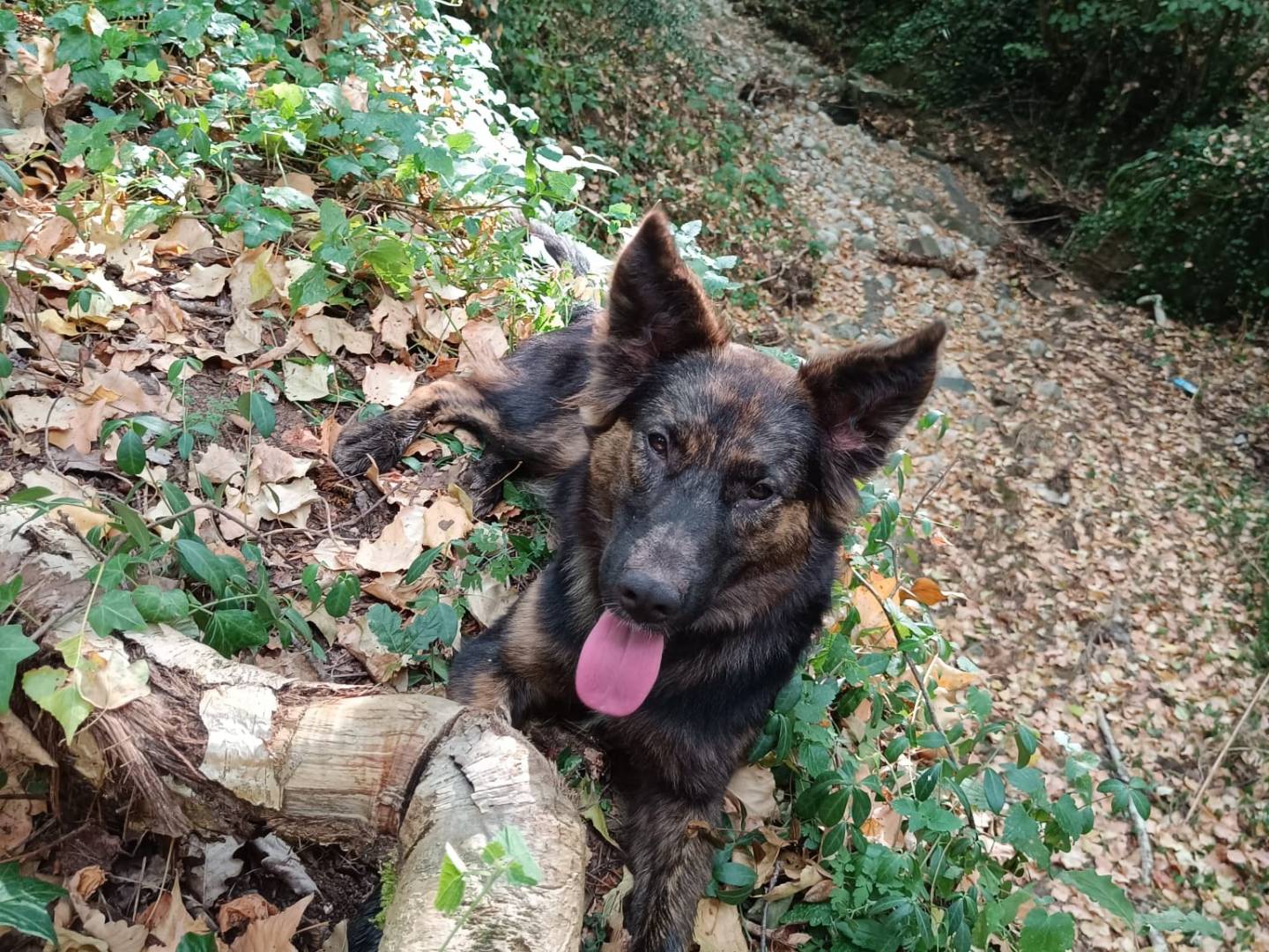 Adotta un cane, taglia media, femmina, Roma