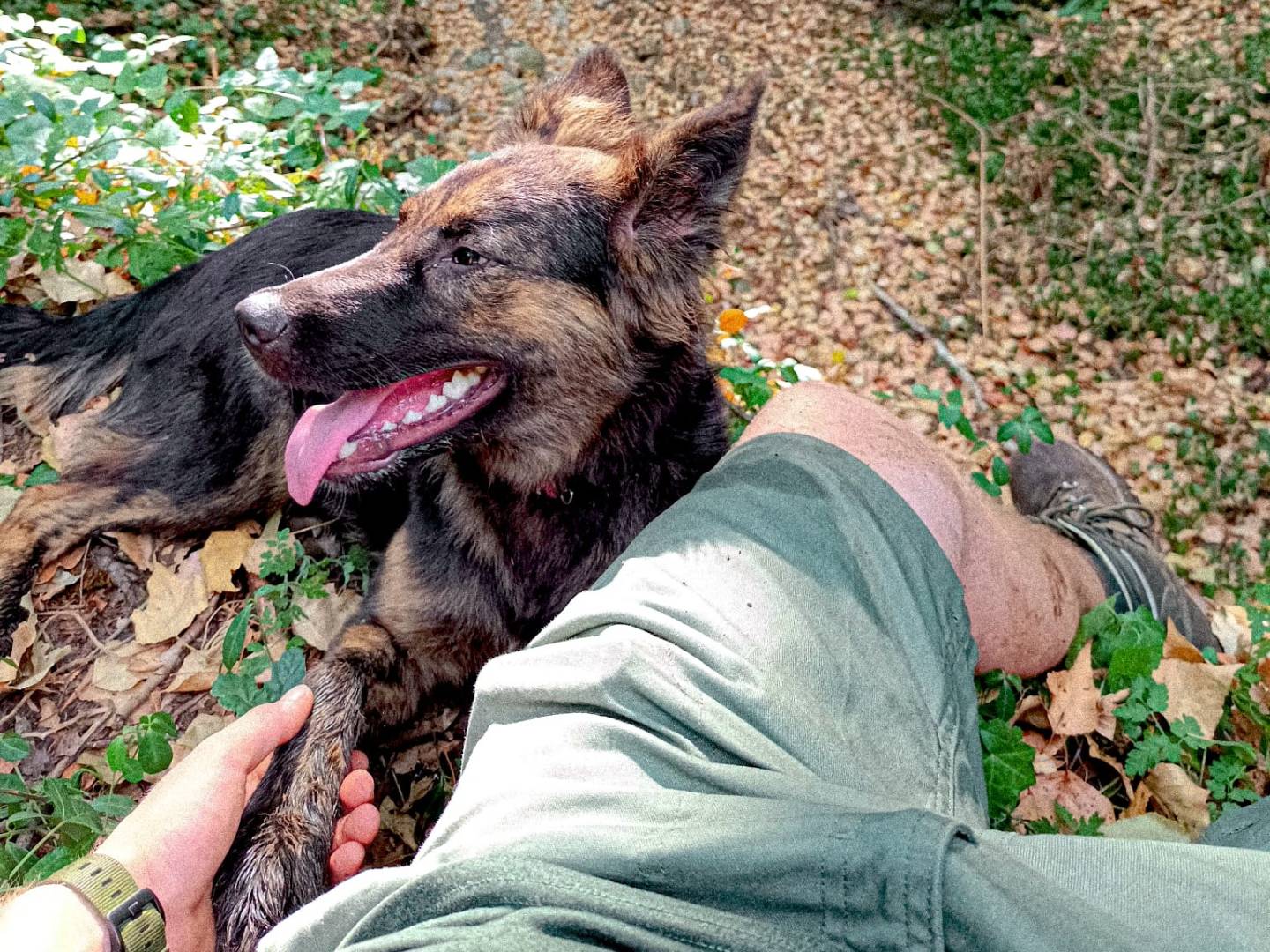 Vuoi adottare un cane a Roma?