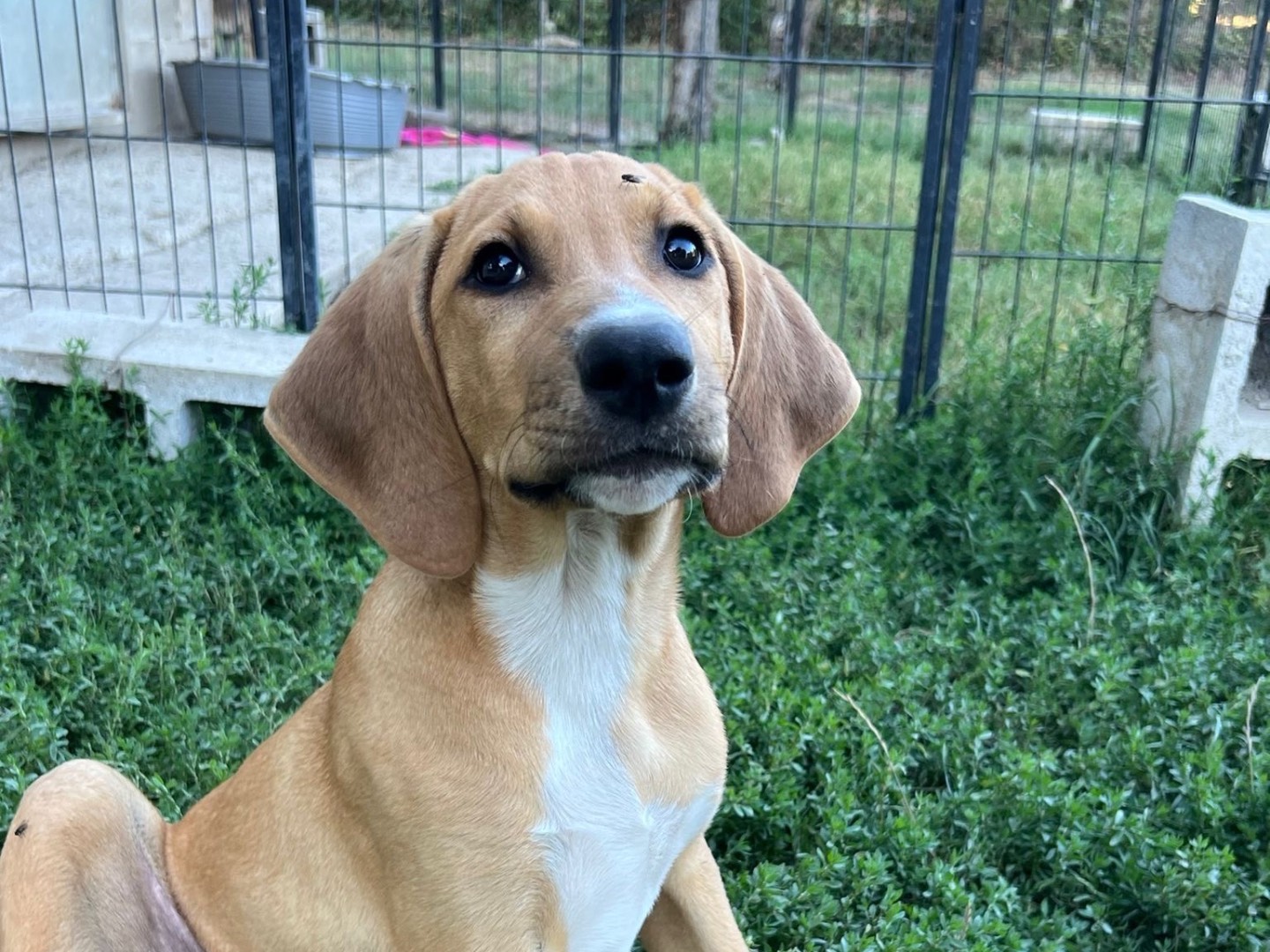 Adotta un cane, maschio, 3 mesi, Avellino