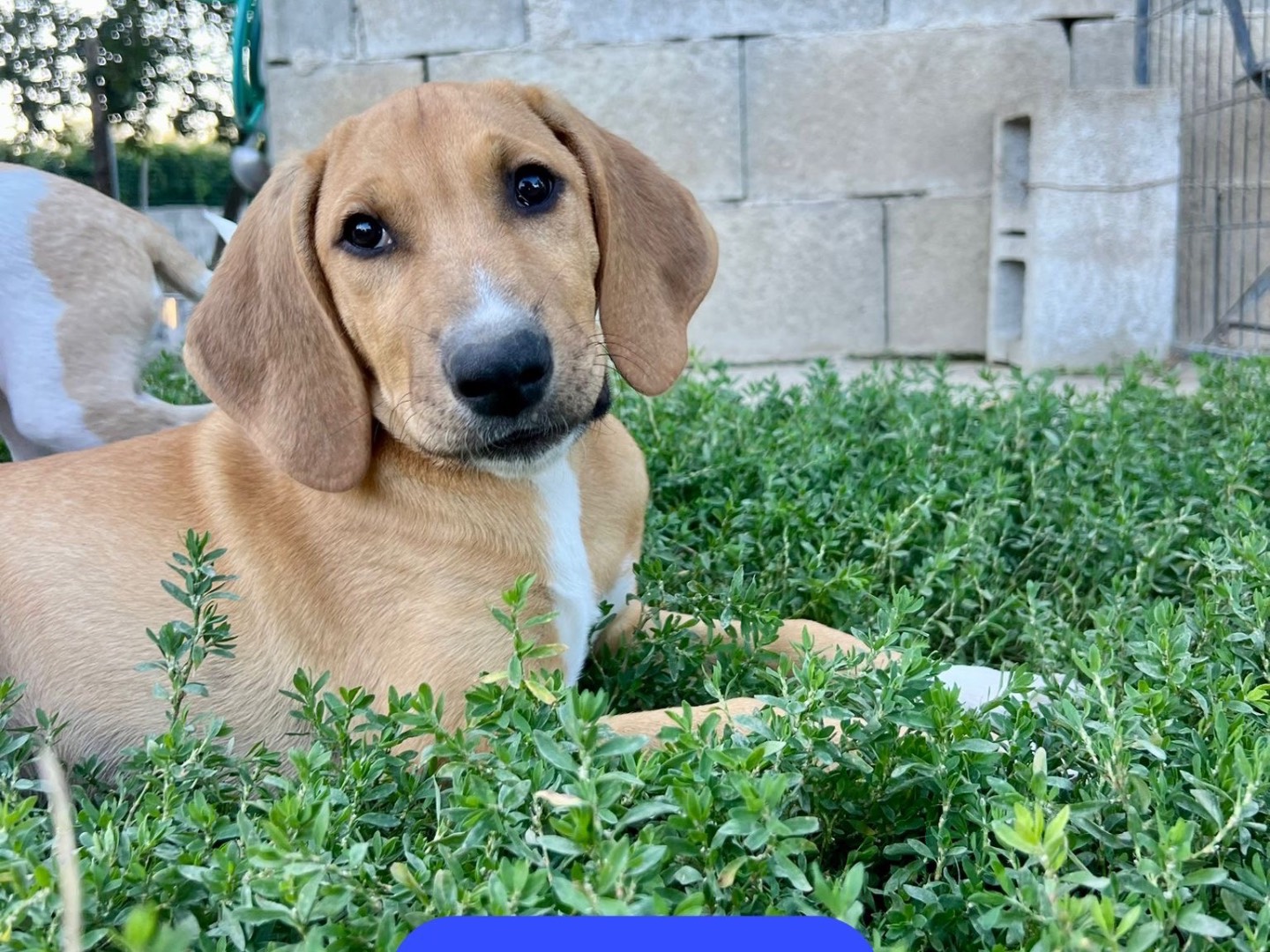 Adotta un cane, taglia media, maschio, Avellino