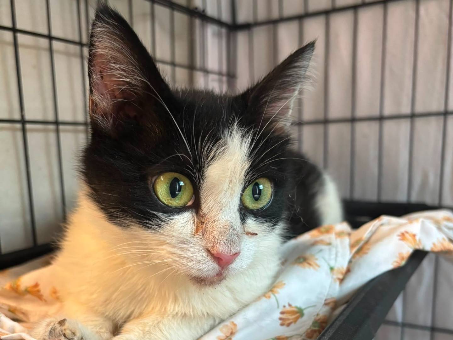 Adozione gatto, femmina, Razza sconosciuta Razza sconosciuta, 3 anni e 11 mesi, taglia non valida, Milano