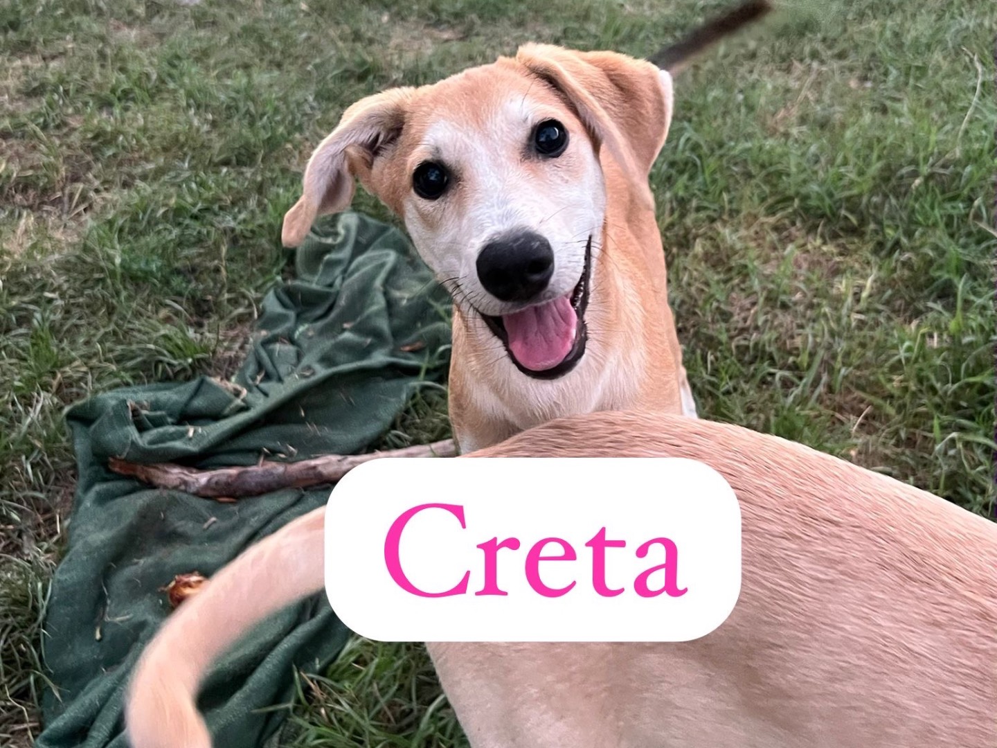 Adozione cane, femmina, Razza sconosciuta Razza sconosciuta, 3 mesi, taglia media contenuta, Avellino
