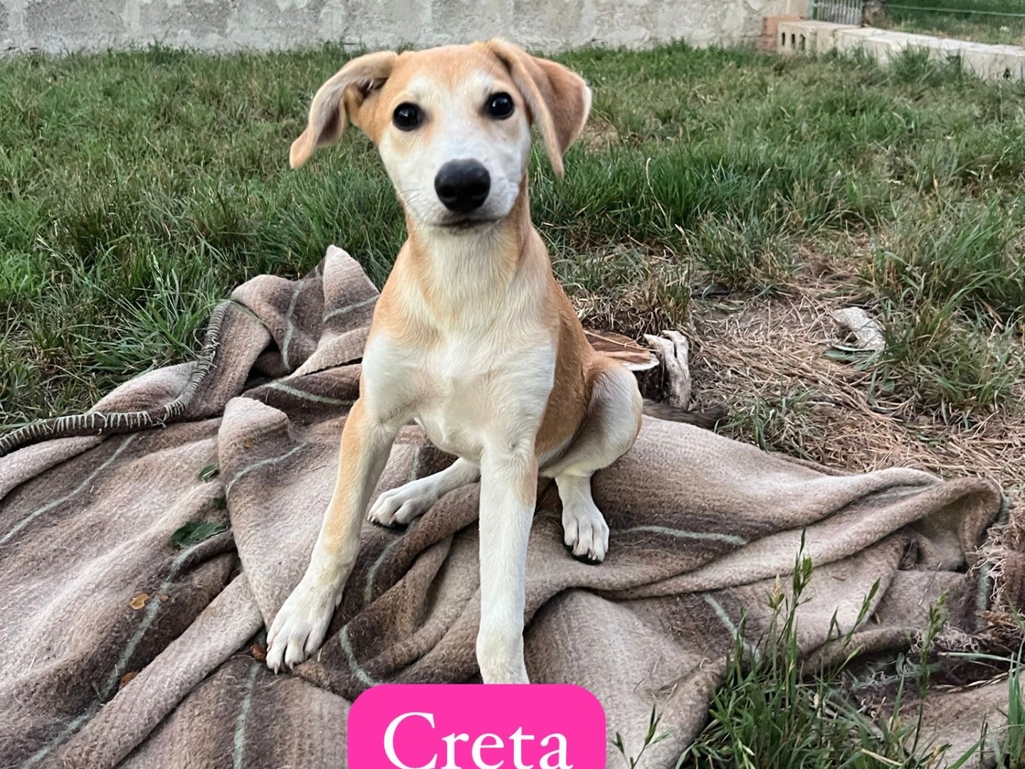 Adotta un cane, femmina, 3 mesi, Avellino