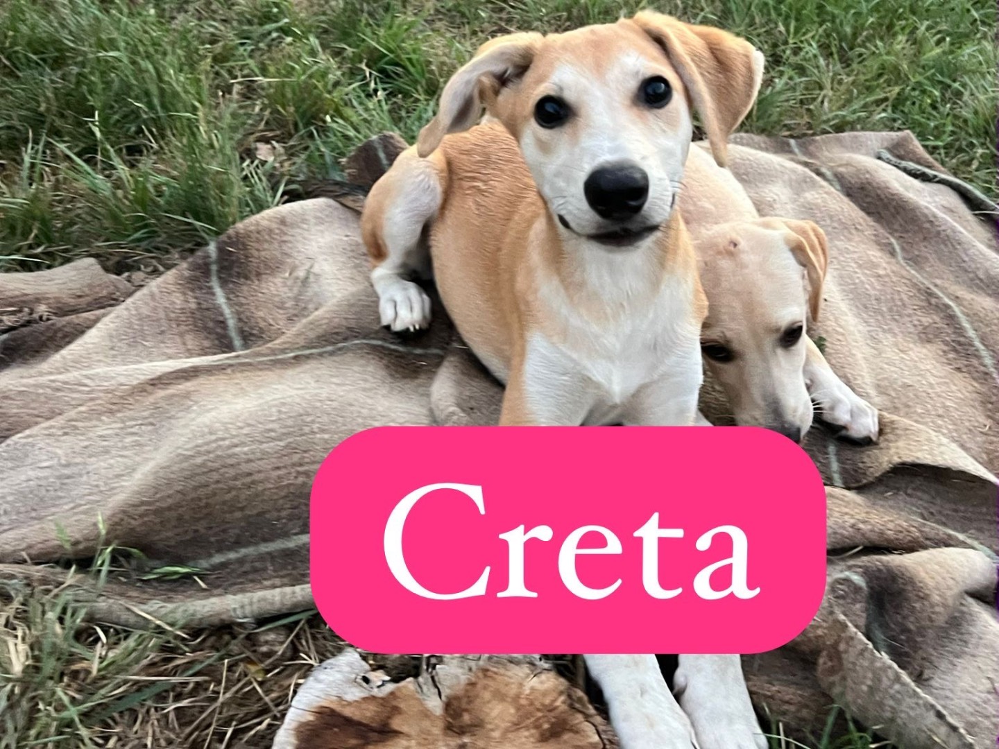 Adotta un cane, taglia media contenuta, femmina, Avellino