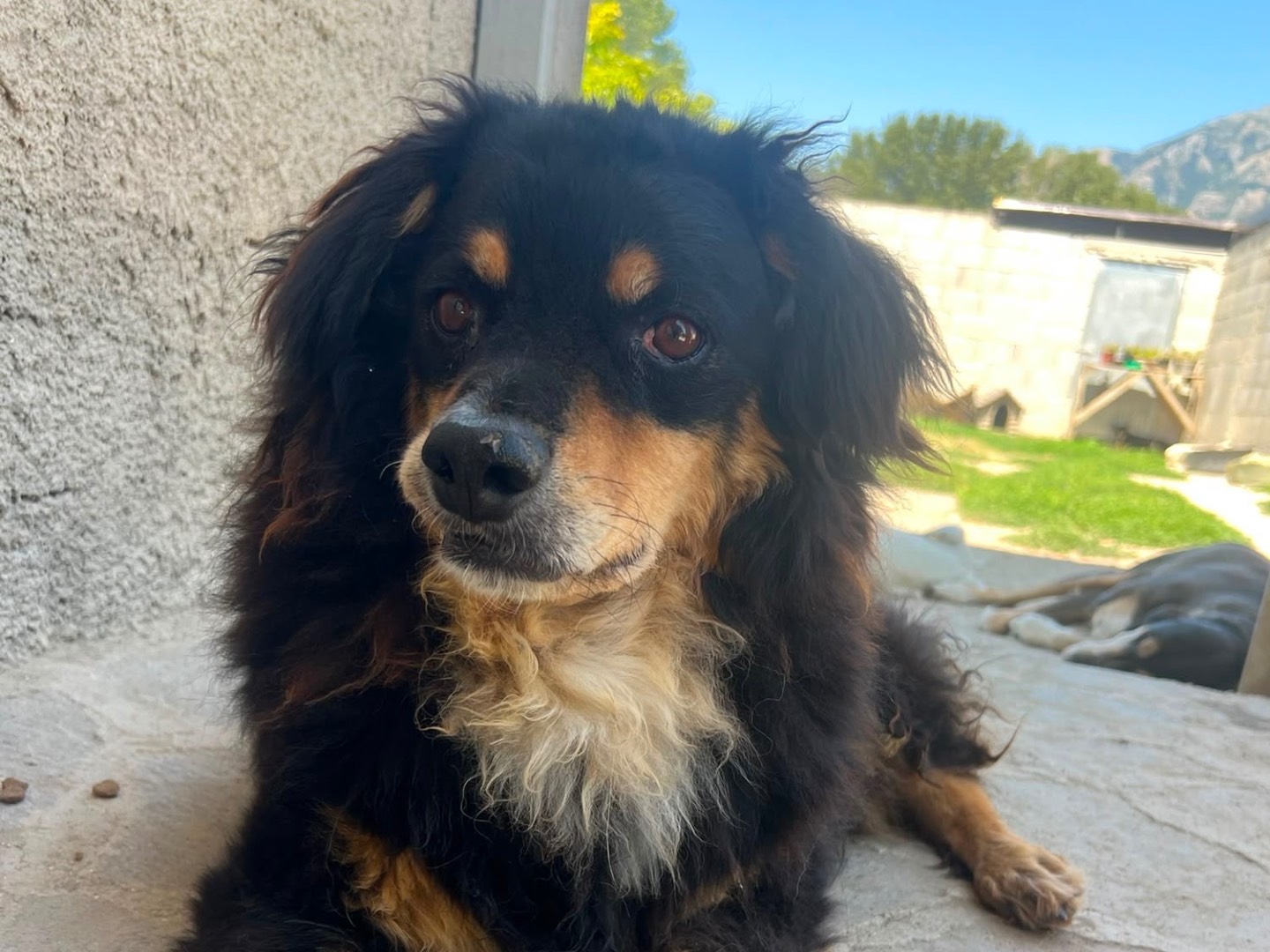 Adozione cane, maschio, Razza sconosciuta Razza sconosciuta, 8 anni e 4 mesi, taglia media, Avellino
