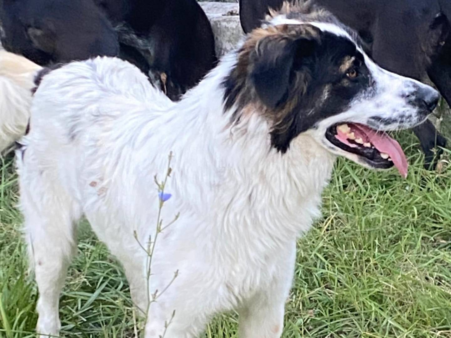 Adotta un cane, maschio, 2 anni e 2 mesi, Avellino
