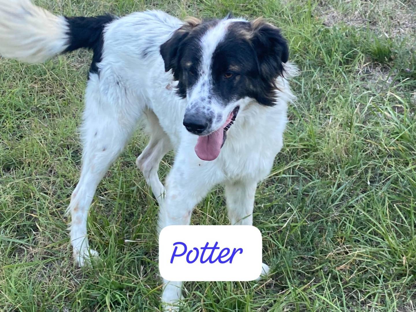 Adotta un cane, taglia grande, maschio, Avellino