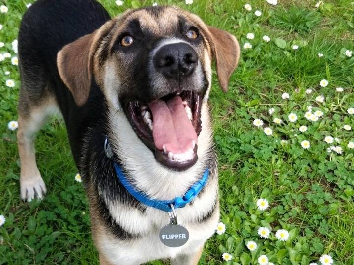 Adozione cane, maschio, Razza sconosciuta Razza sconosciuta, 6 mesi, taglia media, Siracusa
