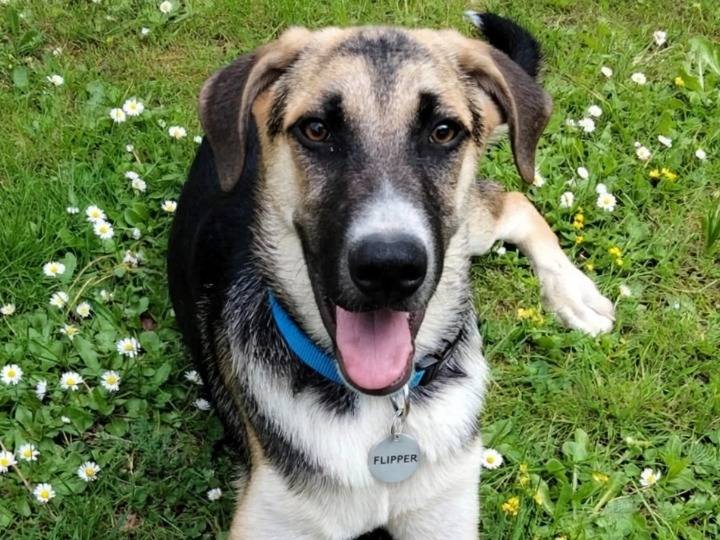 Adotta un cane, maschio, 6 mesi, Siracusa