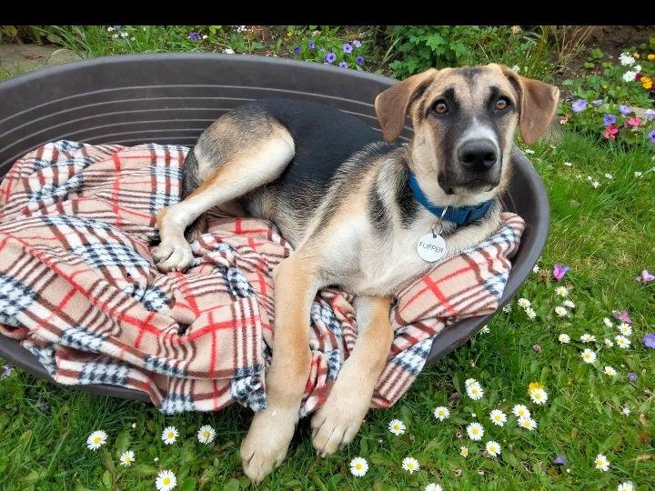 Adotta un cane, taglia media, maschio, Siracusa